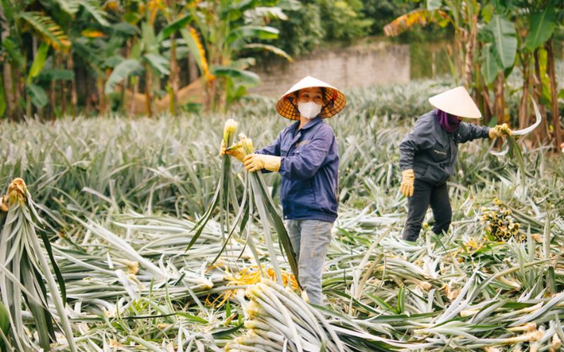 Nâng tầm giá trị nông nghiệp tuần hoàn