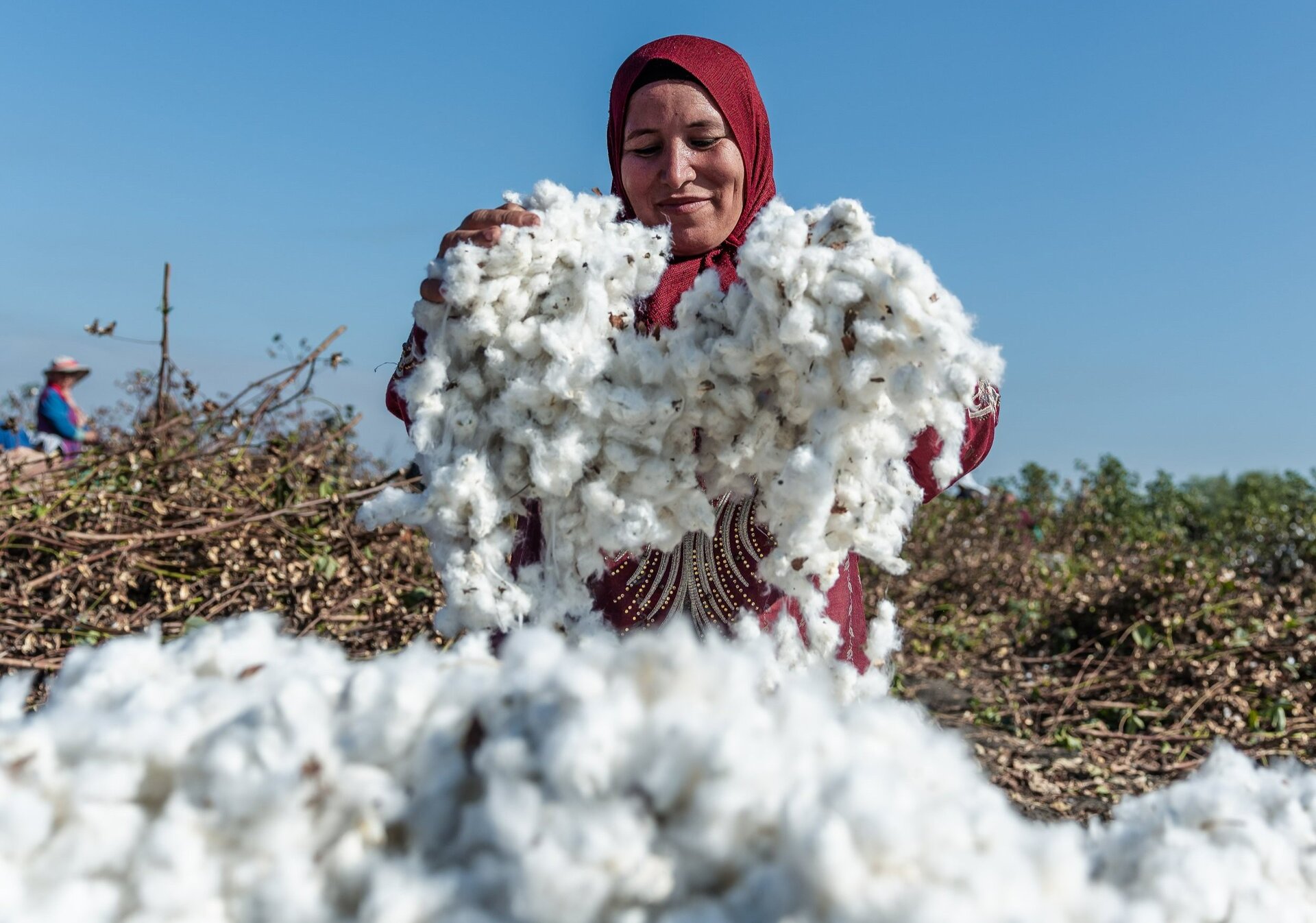 Vải cotton hữu cơ